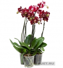Орхидея Фаленопсис найс 2ст. 70 см