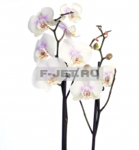Орхидея Фаленопсис 2 стебля 80 см