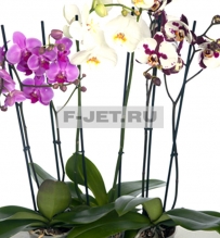 Орхидея Фаленопсис 2 ст 60 см